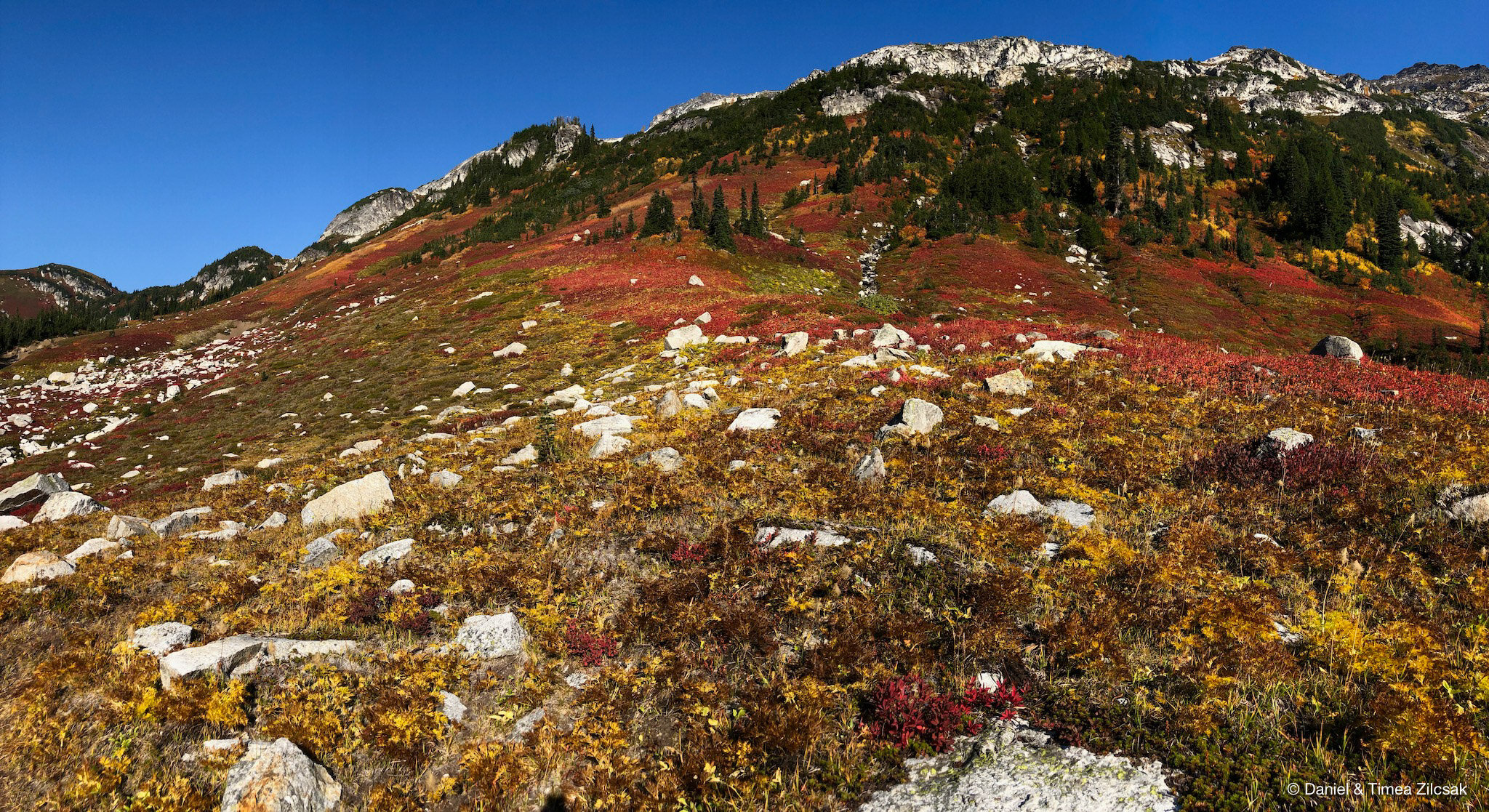 Close up view of colorful meadow on our way to Napeequa Valley