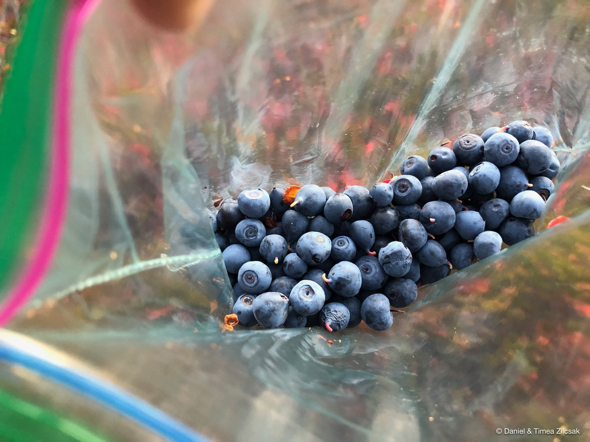 Yummy wild blueberries