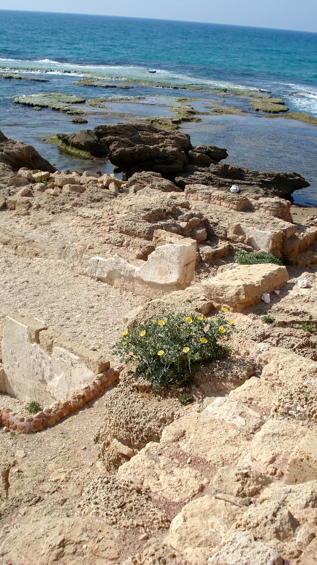 yellow flower bush.jpg