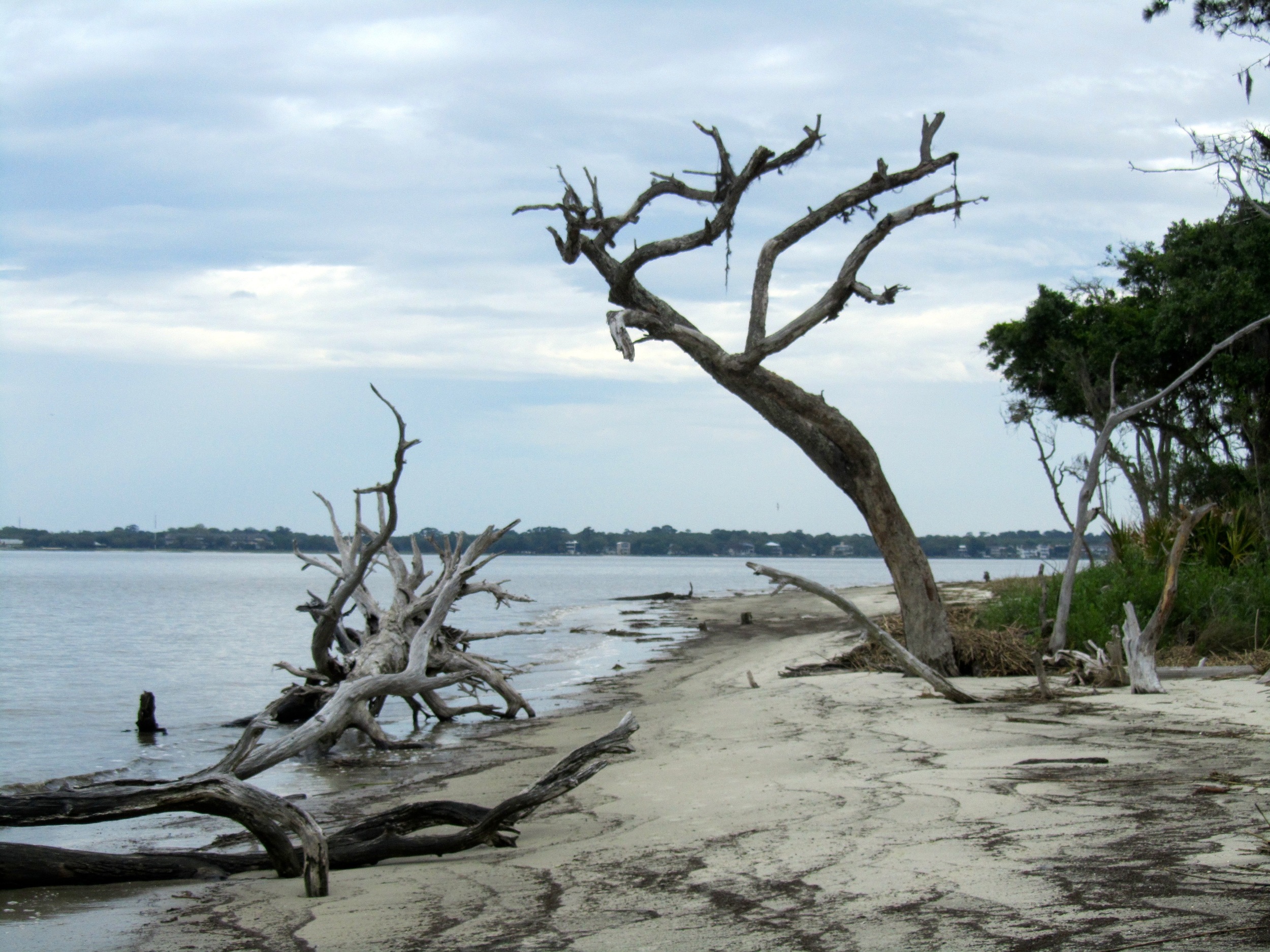 driftwood beach - free.jpg