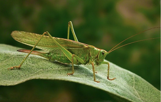 Pick a Lane and Crush the Crickets