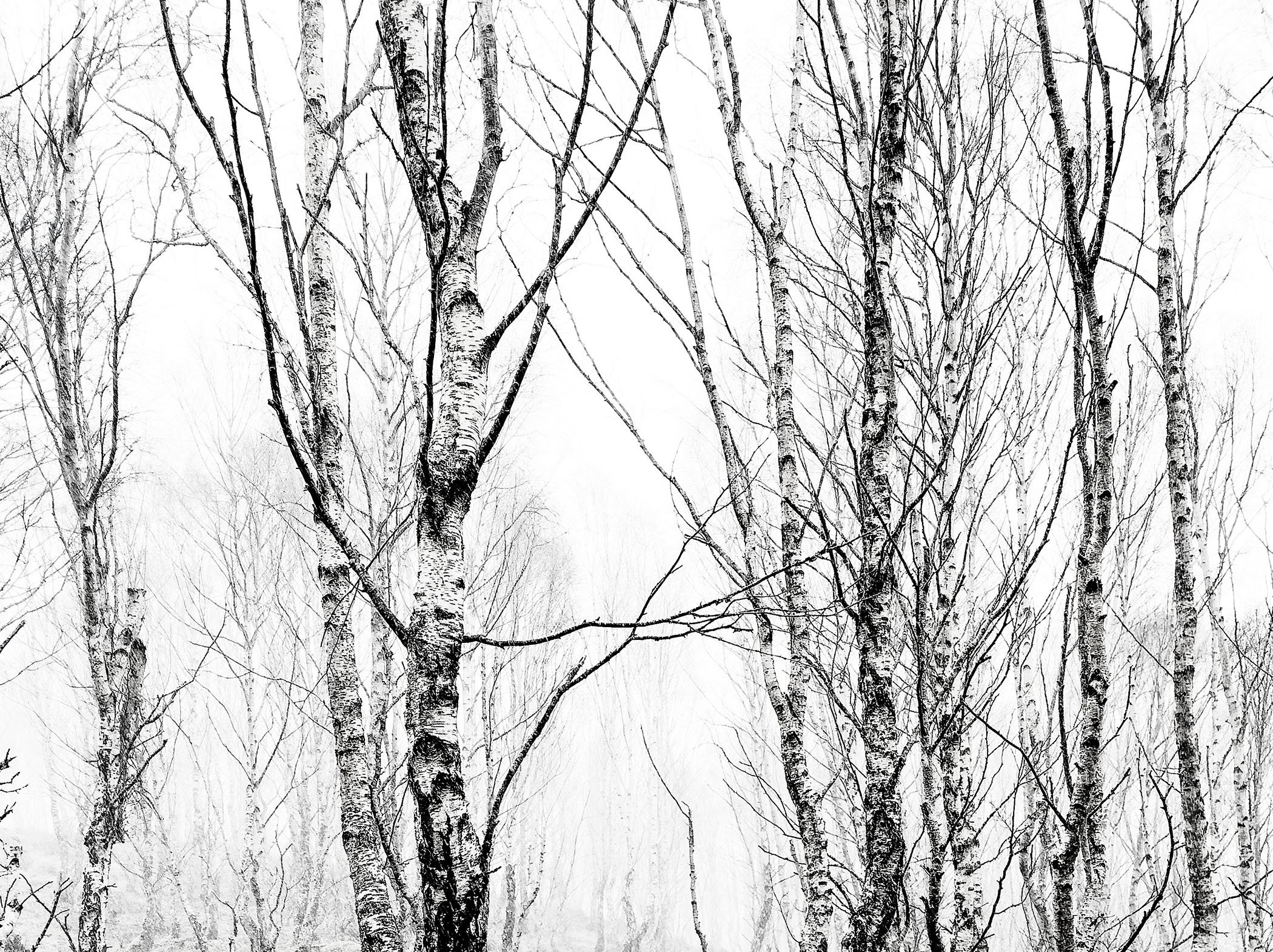 Silver birch.jpg