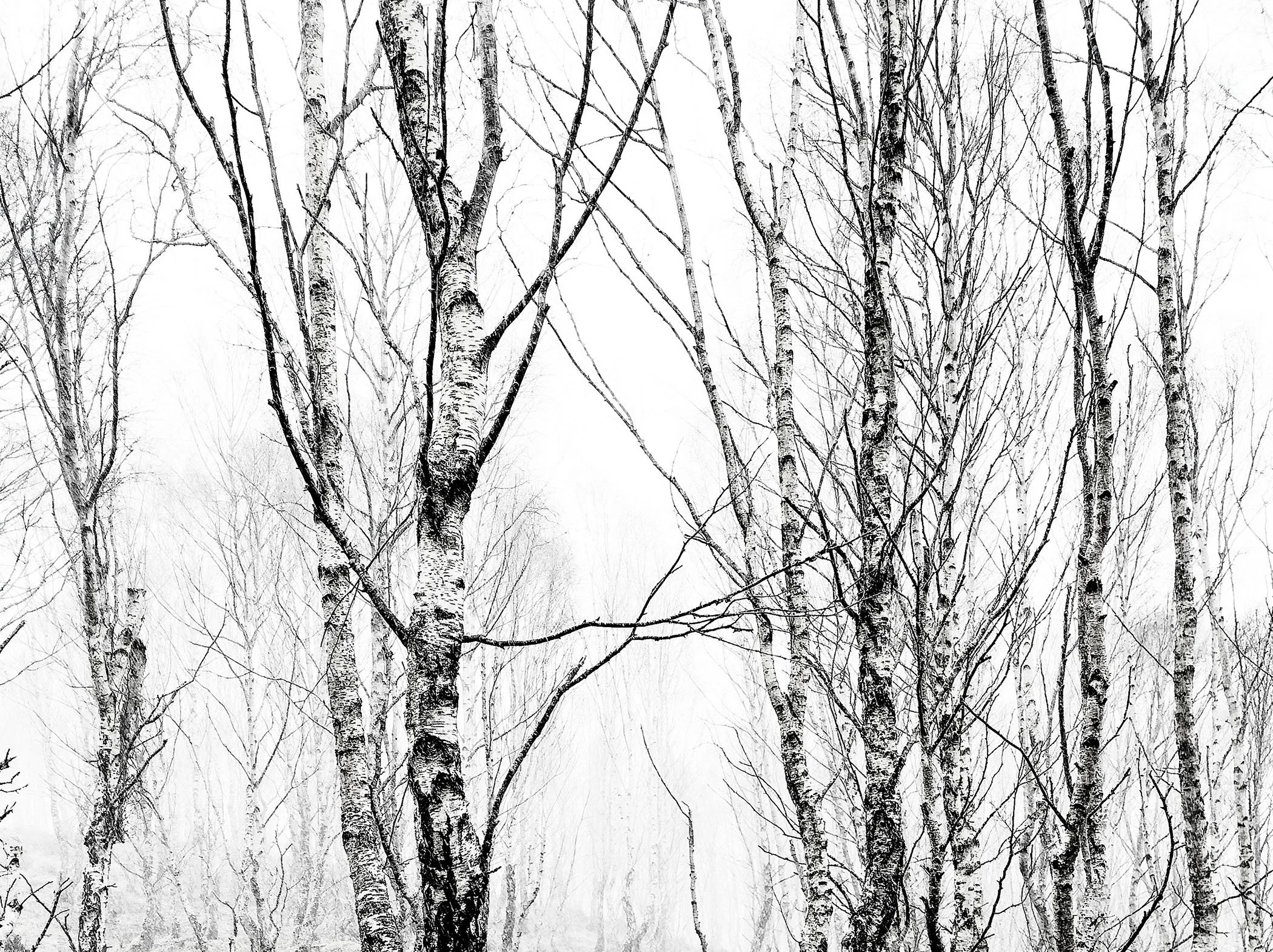 Silver birch.jpg