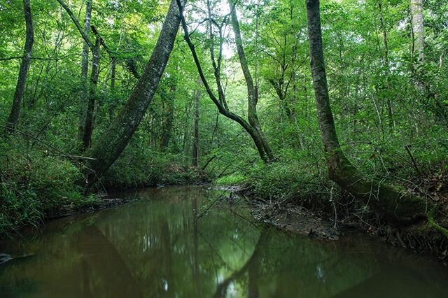 Knee deep in South East Texas. This water is called Big Creek and here it runs through Big Creek Scenic Area before it eventually meets up with the Trinity River. The scenic area sits in the Sam Houston National Forest in San Jacinto County and it is