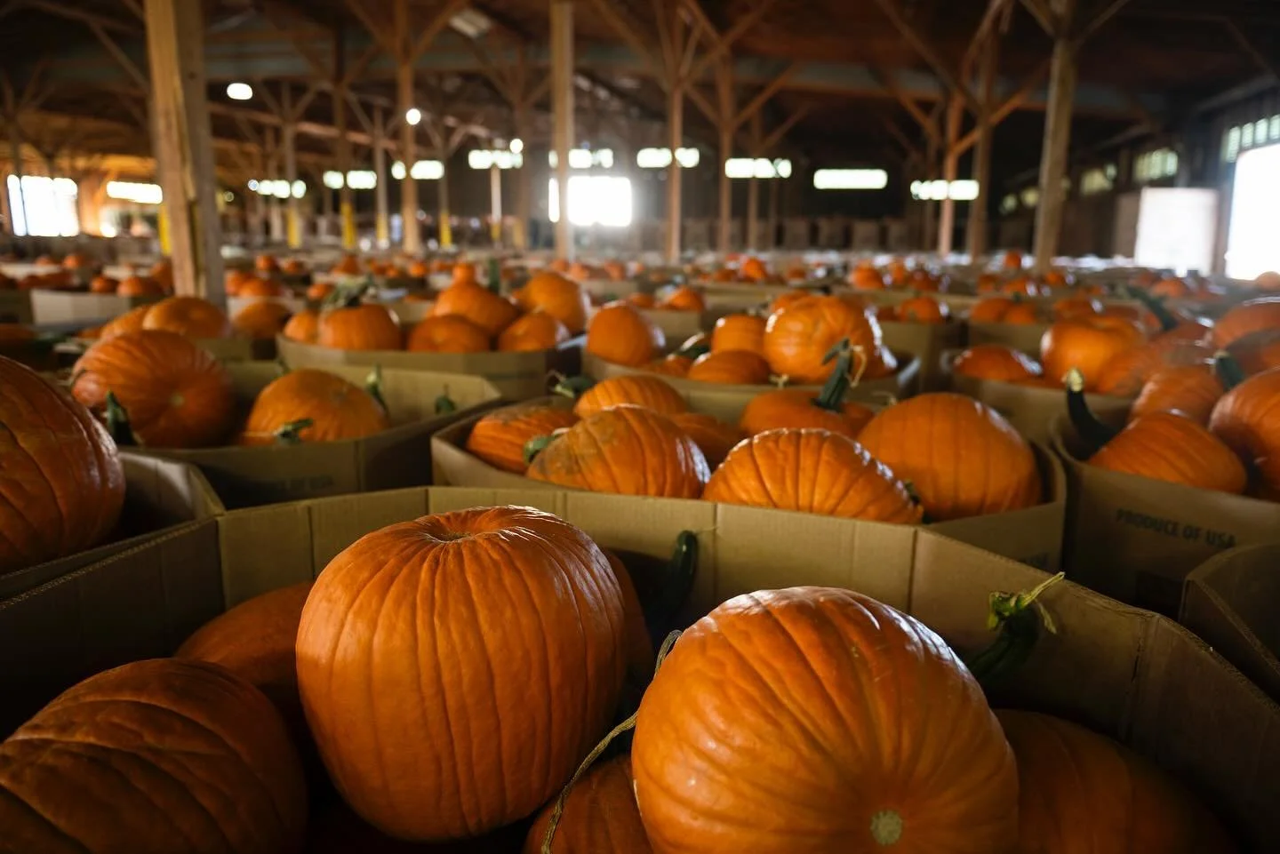 Floydada, Texas. Aka Pumpkin Capital USA! 

📷 for @texas_tribune