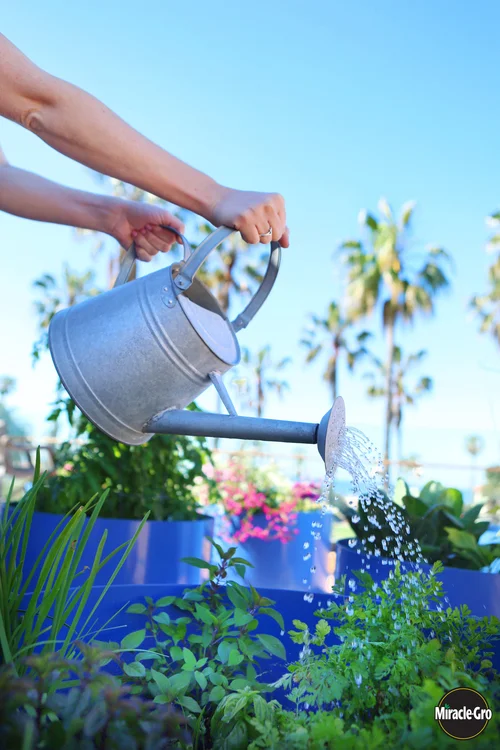 Miracle Gro