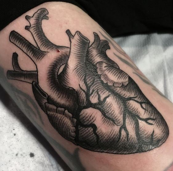 anatomyheart.JPG