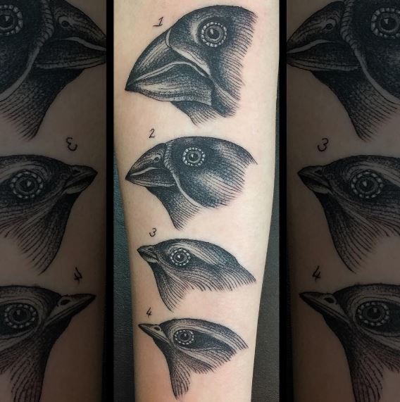 darwinfinches.JPG