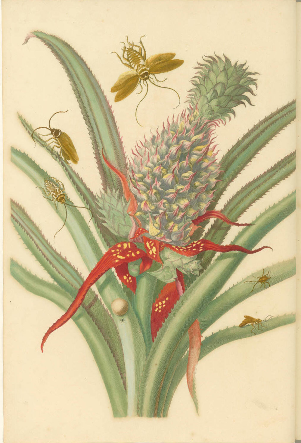  Maria Sibylla Merian.  Ananas , 1719. Engraving with etching and hand-coloring. Printed in  Metamorphosis insectorum Surinamensium.  Plate 1. Second Dutch Edition by Joannes Oosterwyk. Courtesy of the John Carter Brown Library at Brown University. 