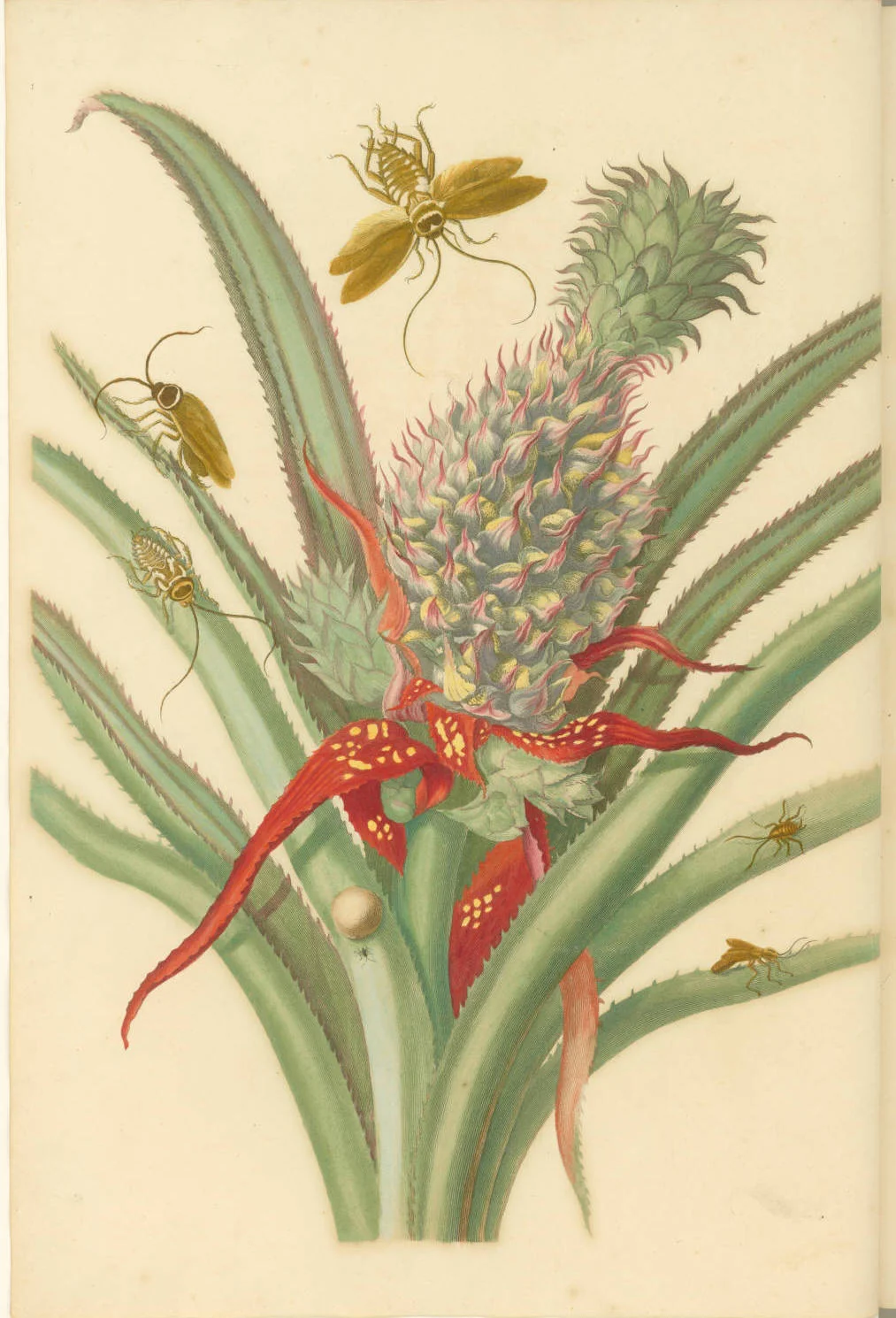 Maria Sibylla Merian. Ananas , 1719. Engraving with etching and hand-coloring. Printed in Metamorphosis insectorum Surinamensium. Plate 1. Second Dutch Edition by Joannes Oosterwyk. Courtesy of the John Carter Brown Library at Brown University.
