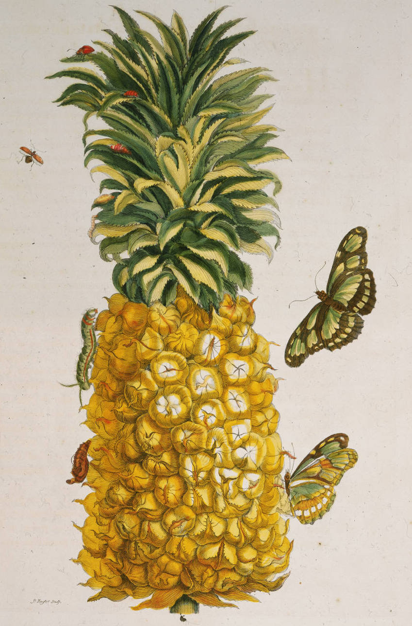  Maria Sibylla Merian.  Ananas , 1719. Engraving with etching and hand-coloring. Printed in  Metamorphosis insectorum Surinamensium.  Plate 2. Second Dutch Edition by Joannes Oosterwyk. Courtesy of the John Carter Brown Library at Brown University 