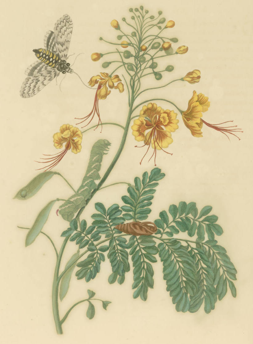   Maria Sibylla Merian.  Flos Pavonis , 1719. Engraving with etching and hand-coloring. Printed in  Metamorphosis insectorum Surinamensium.  Plate 45. Second Dutch Edition by Joannes Oosterwyk.  Courtesy of the John Carter Brown Library at Brown University. 