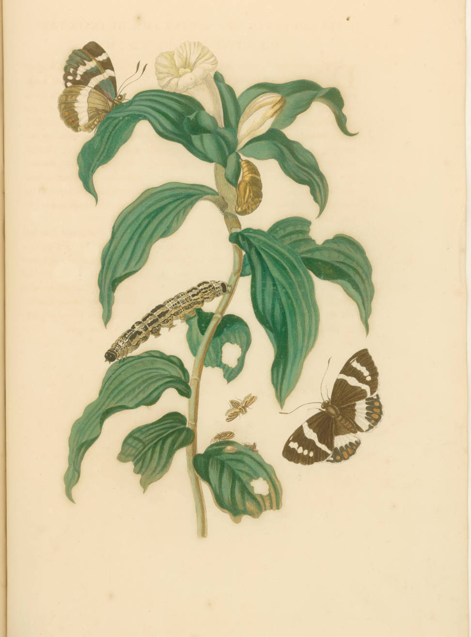  Maria Sibylla Merian.  Costus Arabicus , 1719. Engraving with etching and hand-coloring. Printed in  Metamorphosis insectorum Surinamensium.  Plate 36. Second Dutch Edition by Joannes Oosterwyk. Courtesy of the John Carter Brown Library at Brown Uni