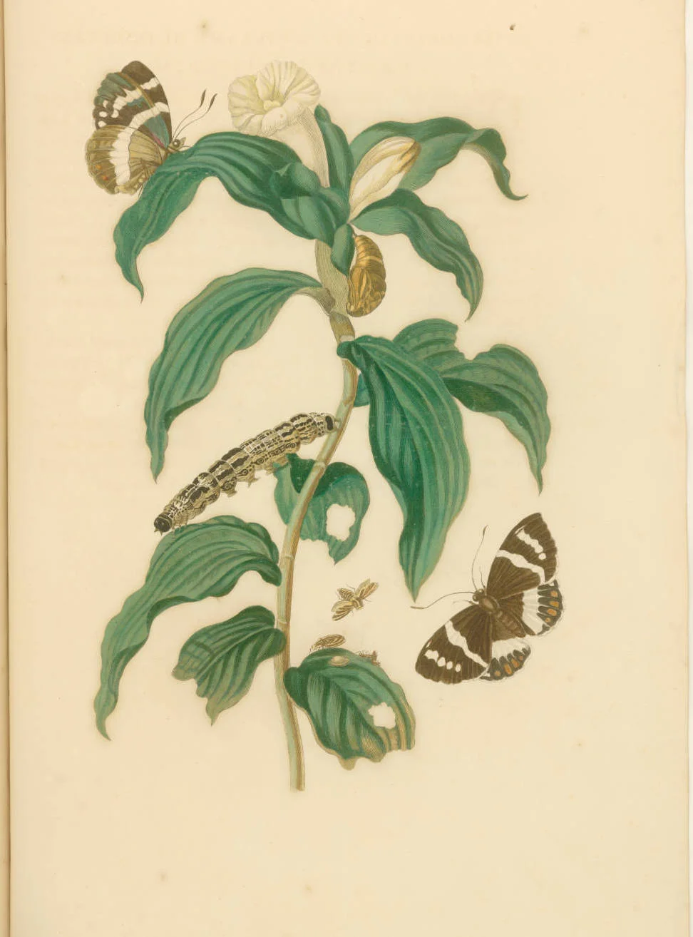  Maria Sibylla Merian.  Costus Arabicus , 1719. Engraving with etching and hand-coloring. Printed in  Metamorphosis insectorum Surinamensium.  Plate 36. Second Dutch Edition by Joannes Oosterwyk. Courtesy of the John Carter Brown Library at Brown University. 