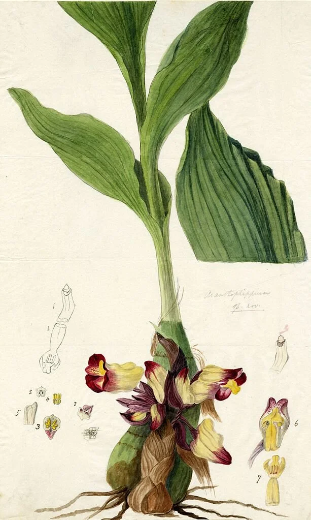 Watercolour of Acanthephippium bicolor by Anna Maria Walker, 1852 (Wikimedia Commons | Public Domain)
