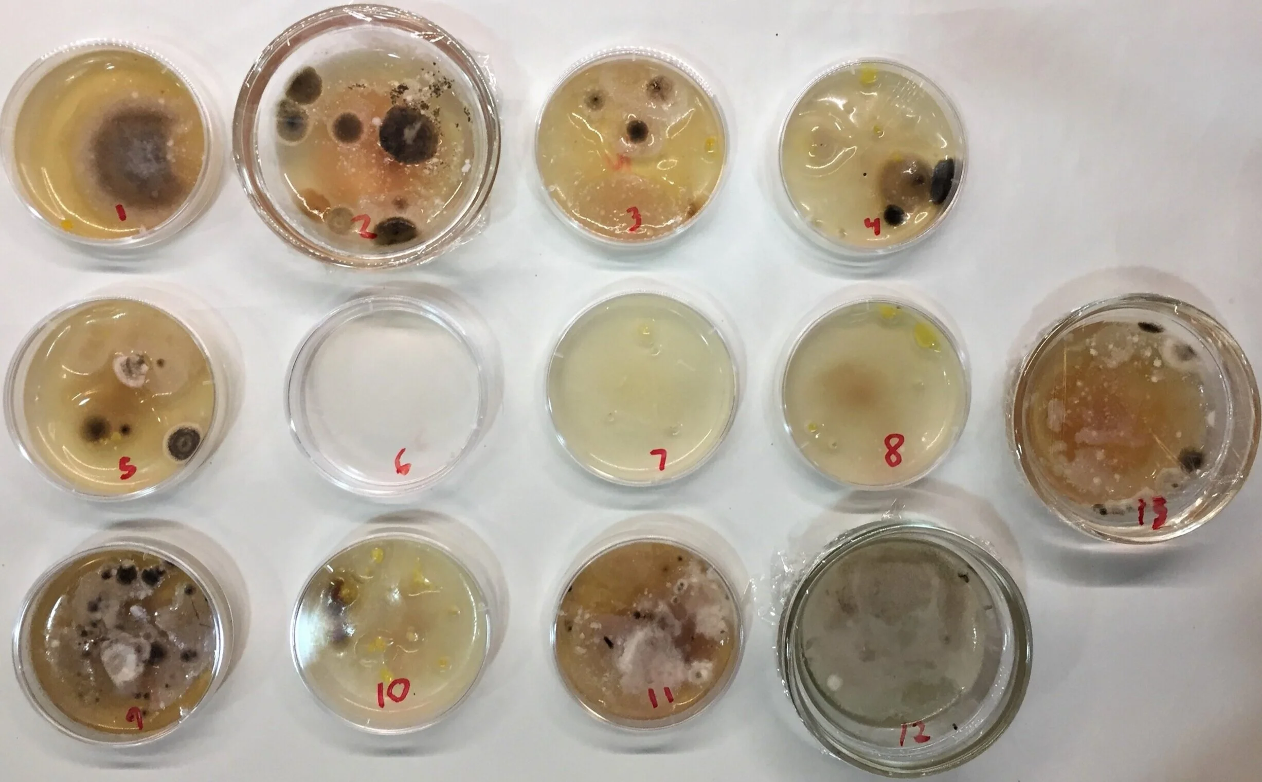 Experimental “dust-gardens” two weeks after preparation | Personal photograph from the author