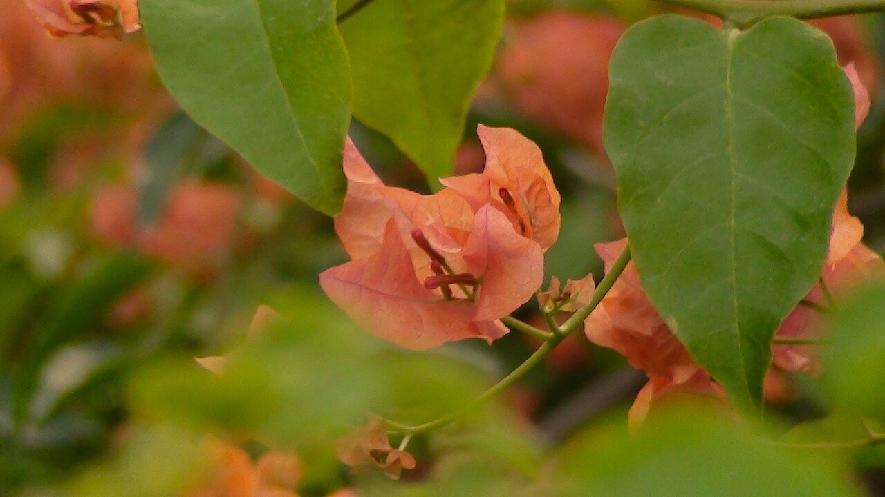 The Real Jeanne Baret and Untangling Women Scientists from the Patriarchy