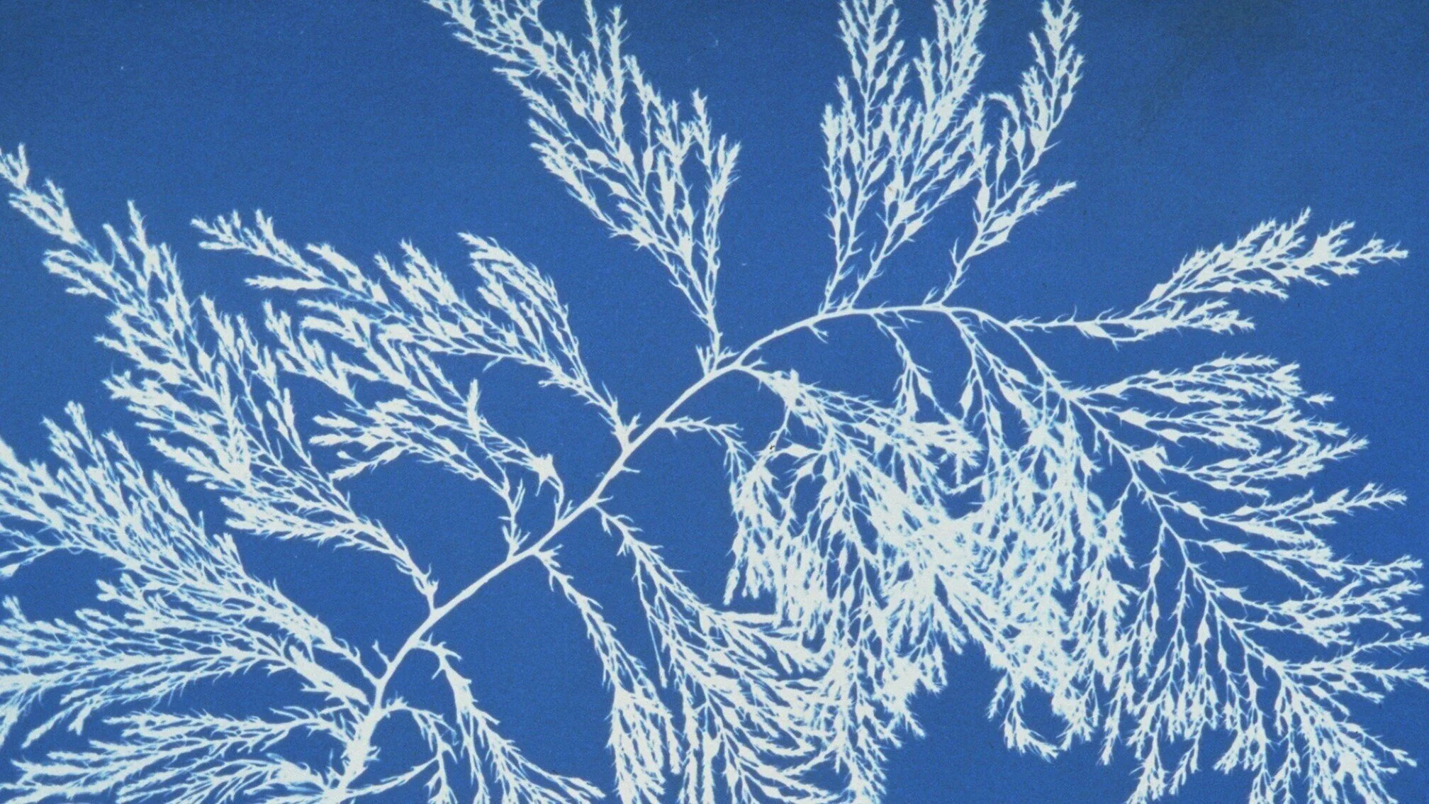 Navigating Boundaries in the Photography of Anna Atkins