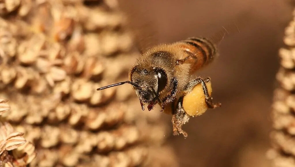 Expanding possibilities for beekeeping mentorship in the wake of a pandemic