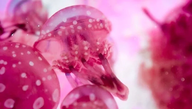 The Professor Bringing Her Love of Jellies to the Masses