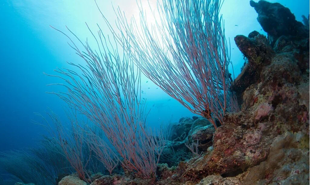The Long-Forgotten Predecessors of Her Deepness, Sylvia Earle