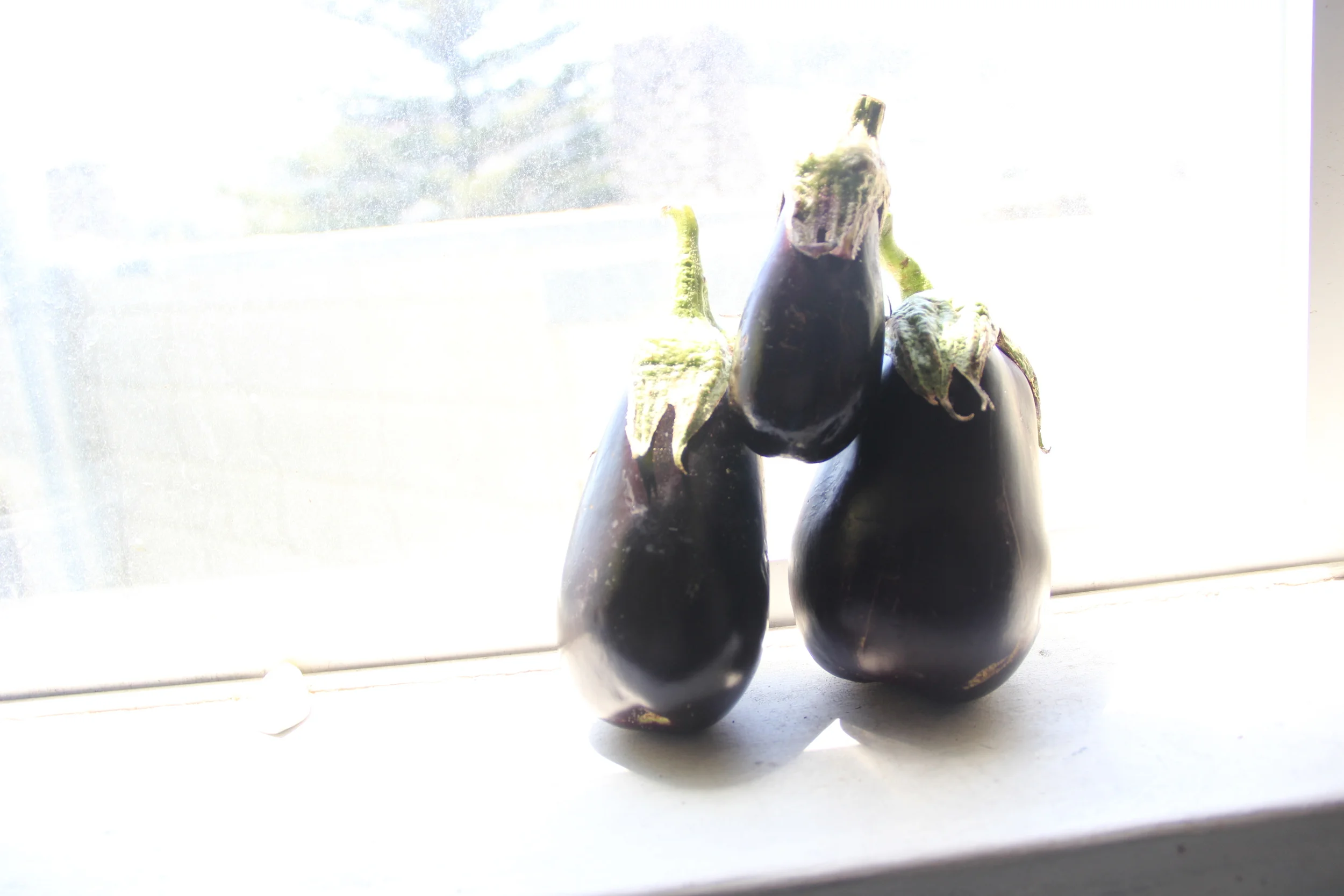 Eggplant, enjoying the San Francisco view. 