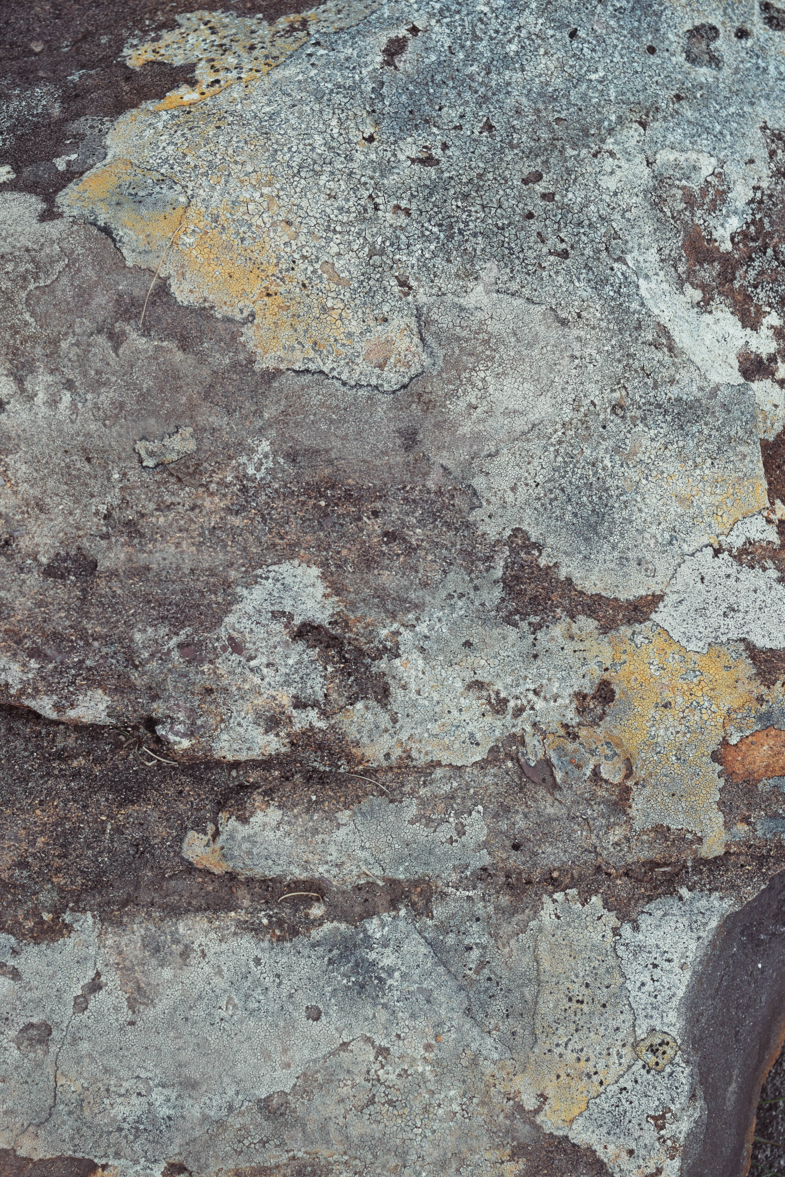 lichen rock