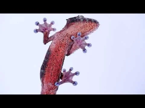 UGLARworks: The 8th Continent