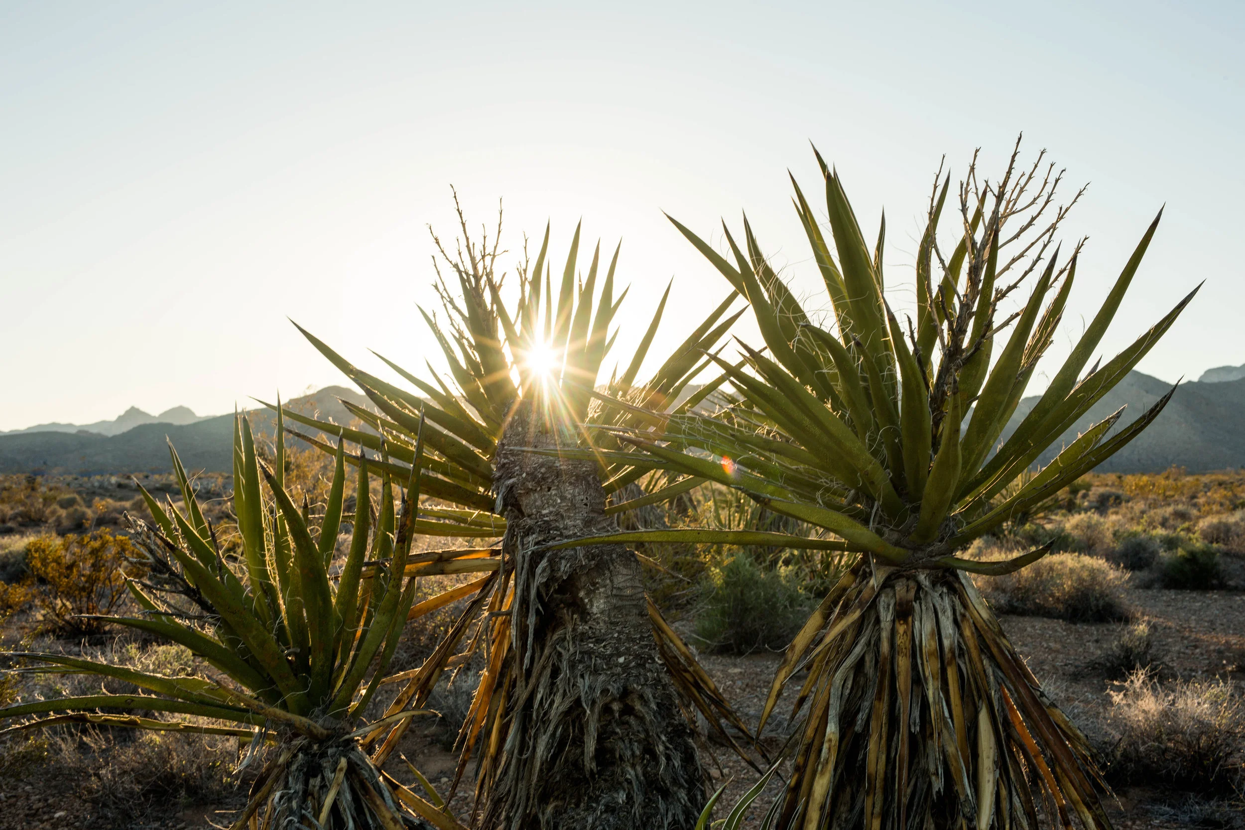 VEGAS DESERT AT SUNSET LR-15 fixed.jpg