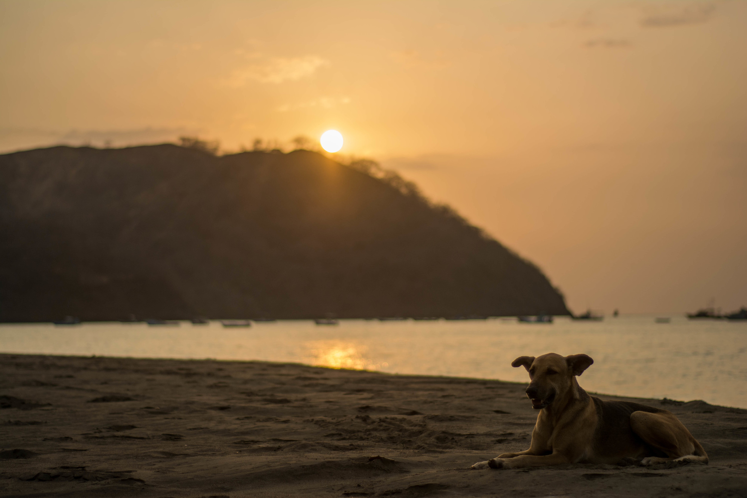 Dog Days.