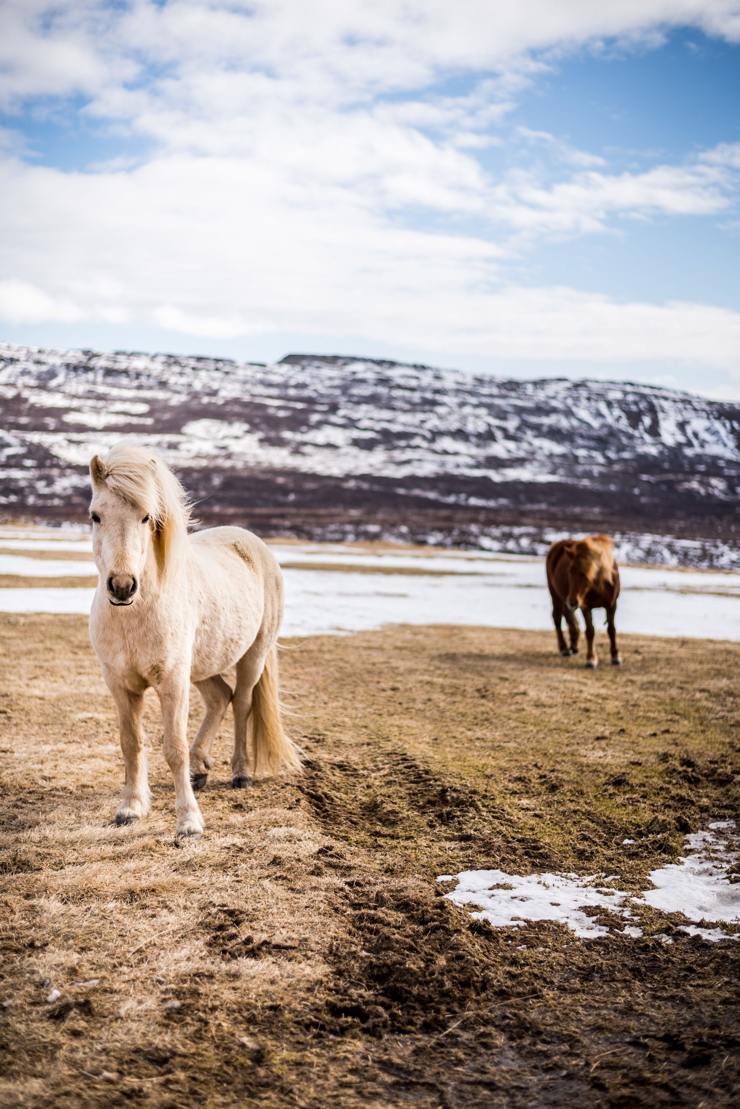 Ponies