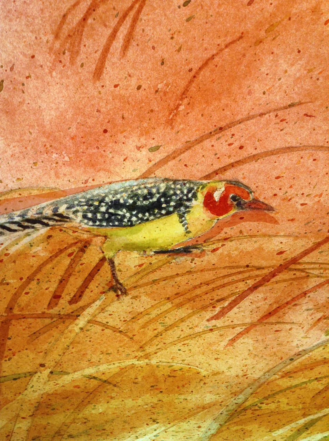 gazelle-detailweb .jpg