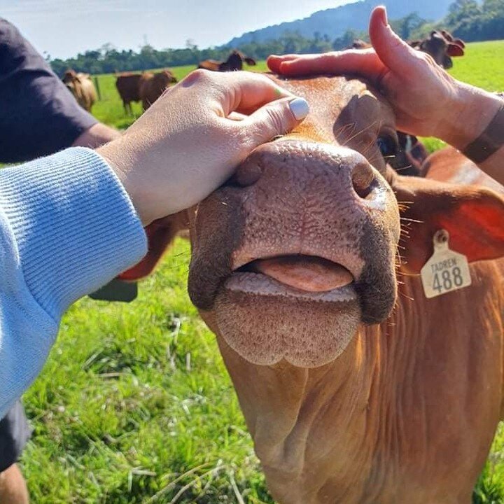 Have you ever pet a cow?

Take me back to the open space, beautiful weather and the animals! A few weekends ago after a day at the races, a night of catch ups, there was a morning breakfast with a tour of a friends property. In the morning I got all 