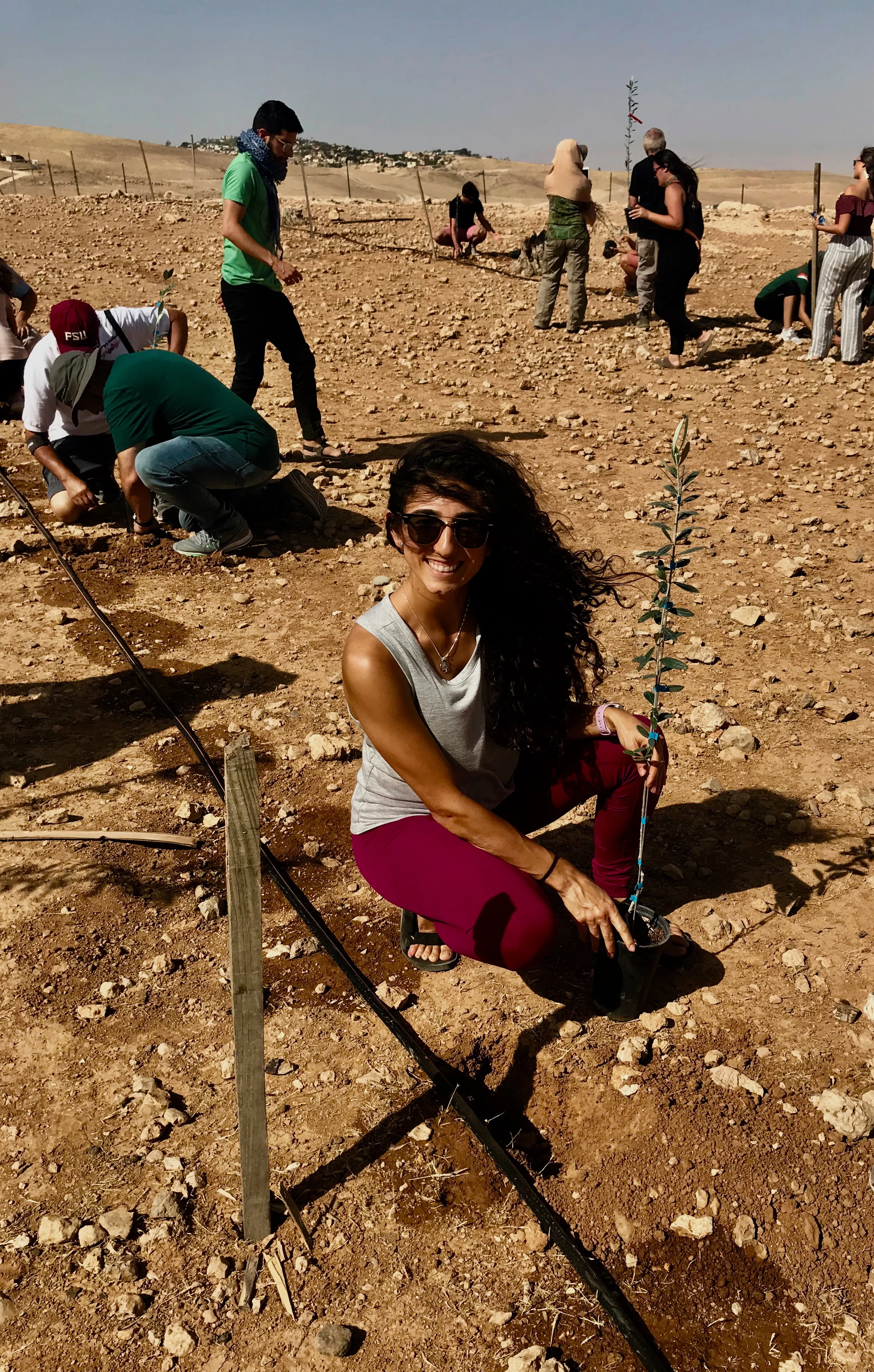 planting olive saplings wilderness of Judea