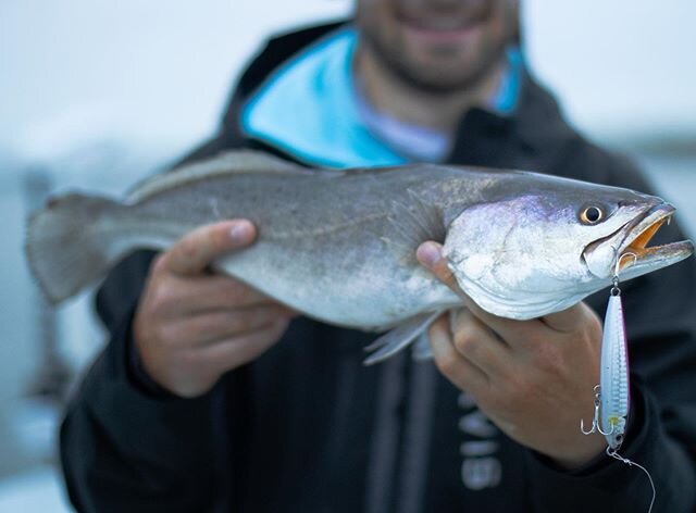 New #coltsniper in the 95 size. Excellent for these socked in mornings we&rsquo;ve been having lately.
@fish_shimano_north_america 
@costasunglasses 
@haddrellspoint_tackle 
@fishgloomis 
#planofishing #seewhatsoutthere #builtforthewild #costa #fishi