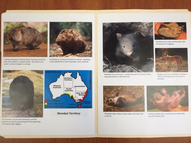 wombat photo gallery.jpg