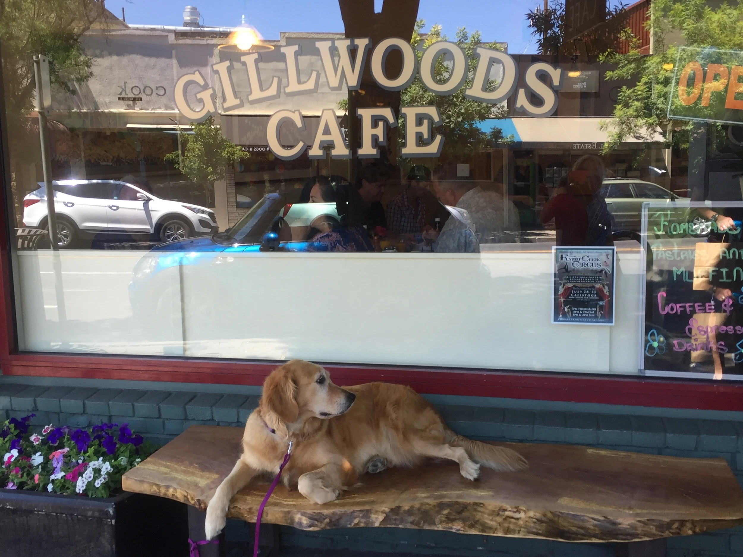 beautiful things i saw today: dog on bench