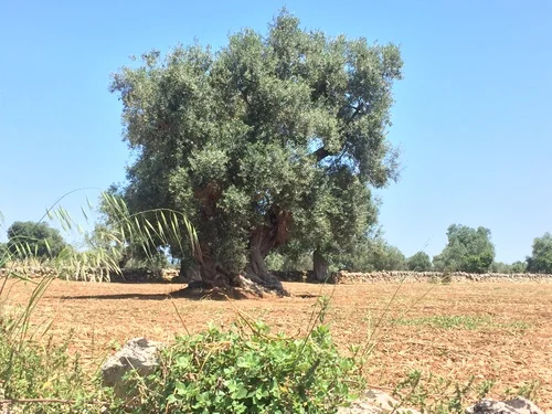 beautiful things i saw today: ancient olive tree