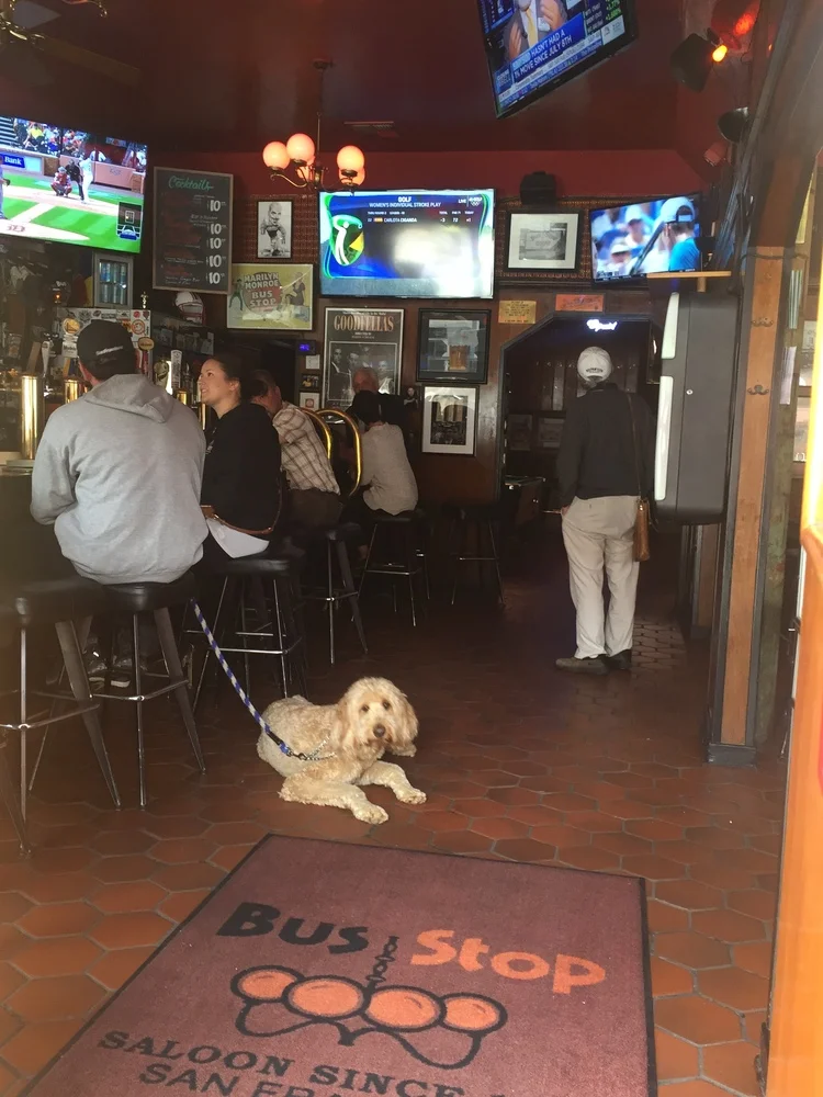 beautiful things i saw today: dog in bar