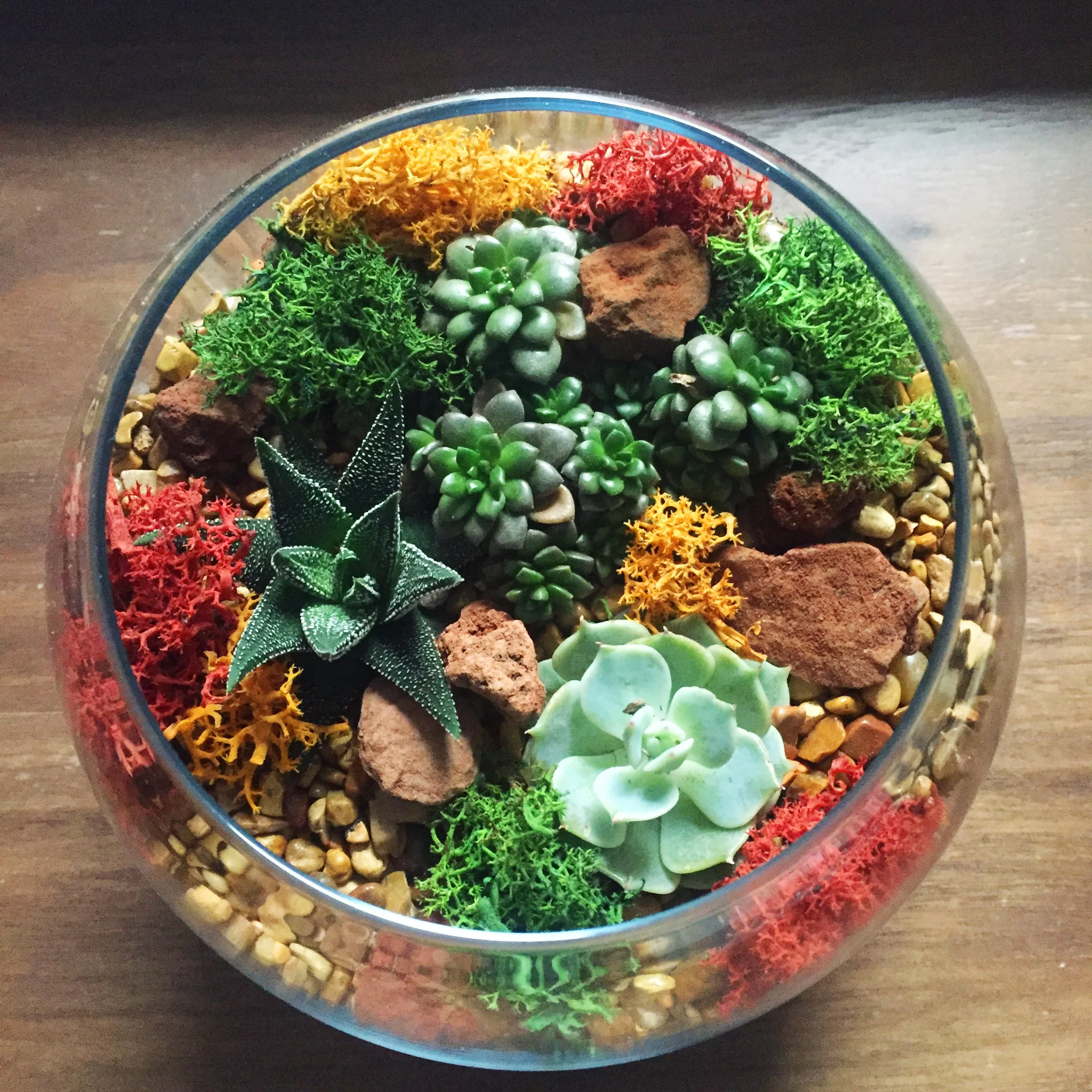 terrarium