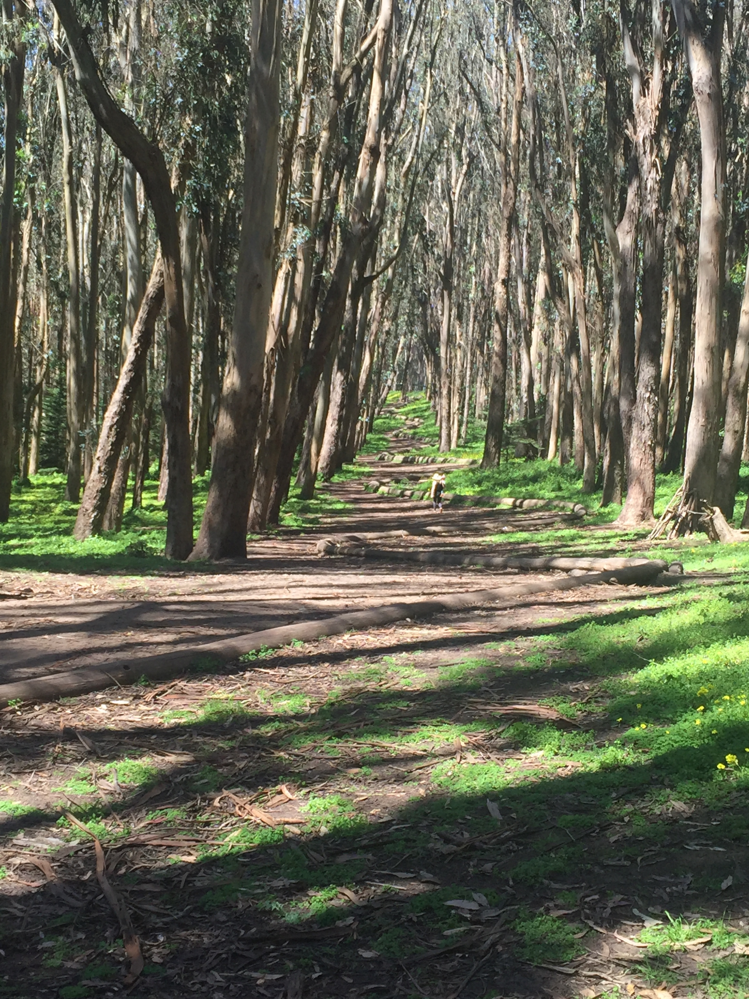 fitness trend: forest bathing