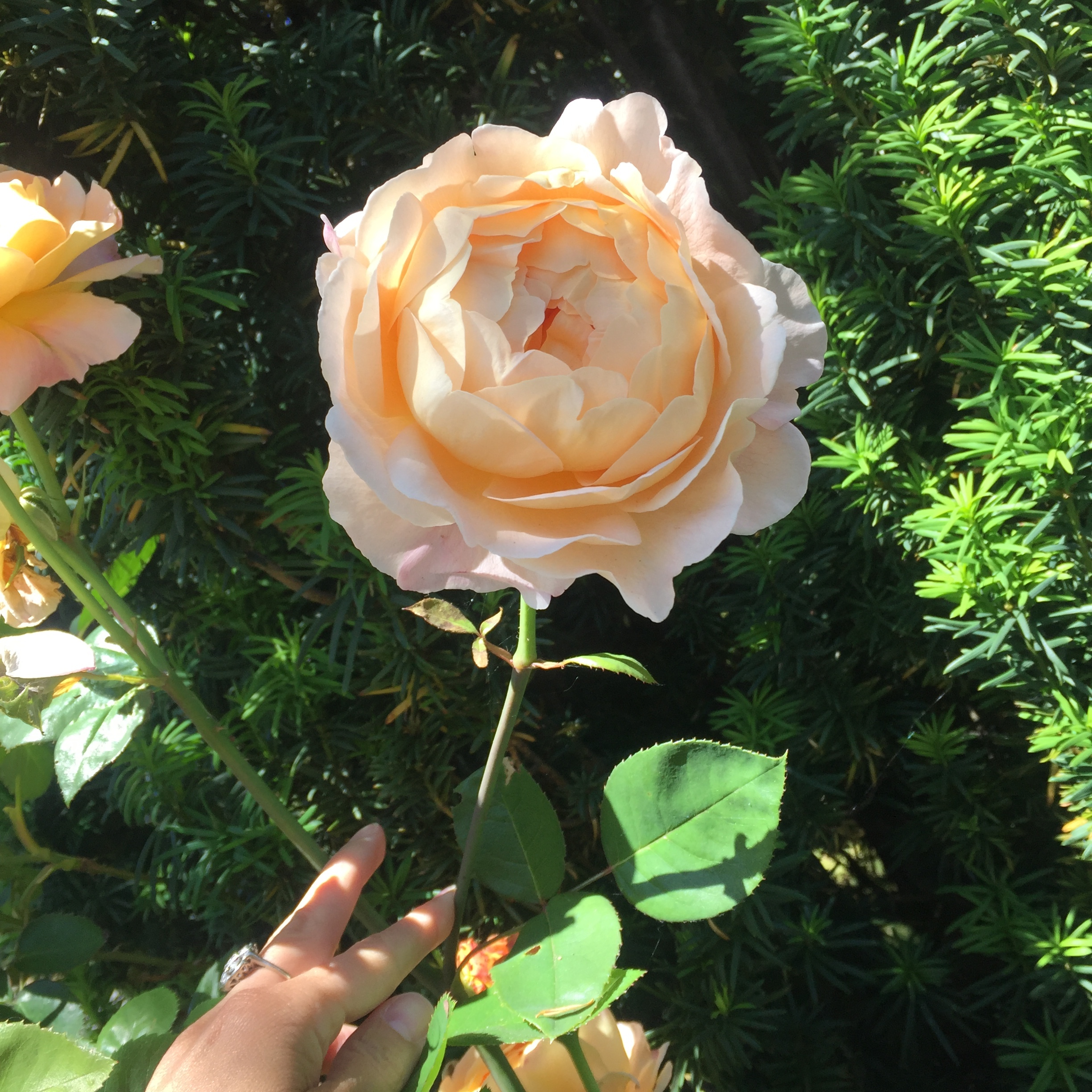 beautiful things i saw today: giant garden rose