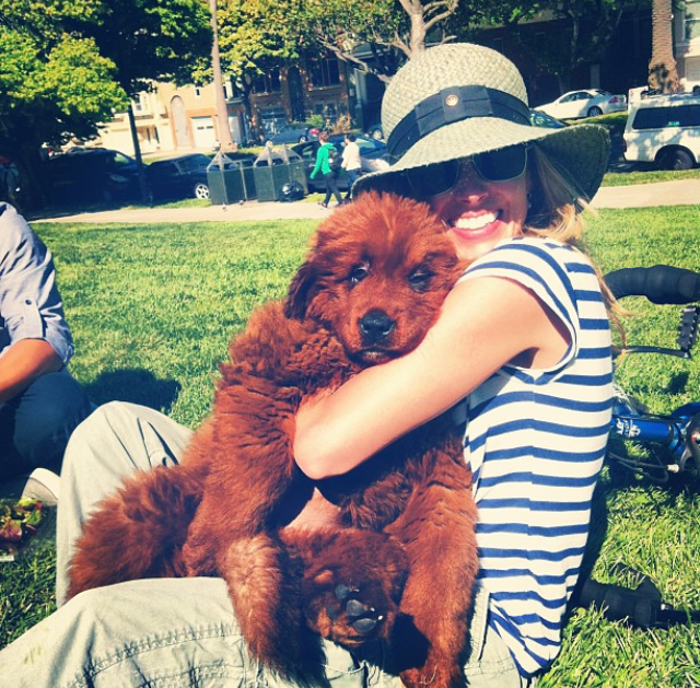 tibetan mastiff in dolores park 