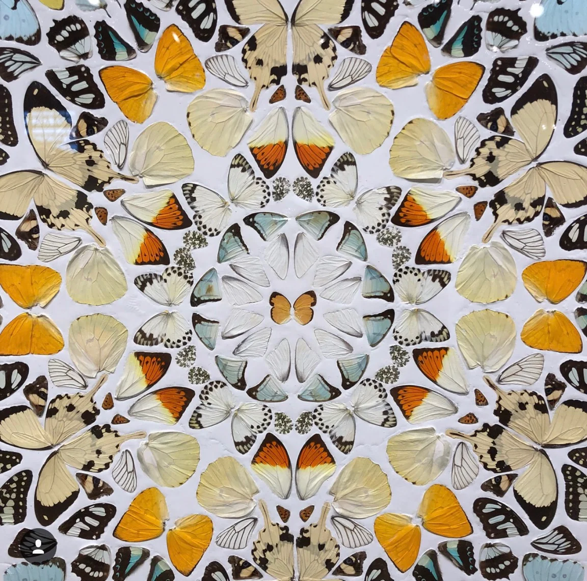 damien hirst butterfly