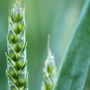 agriculture-2229_1920.jpg