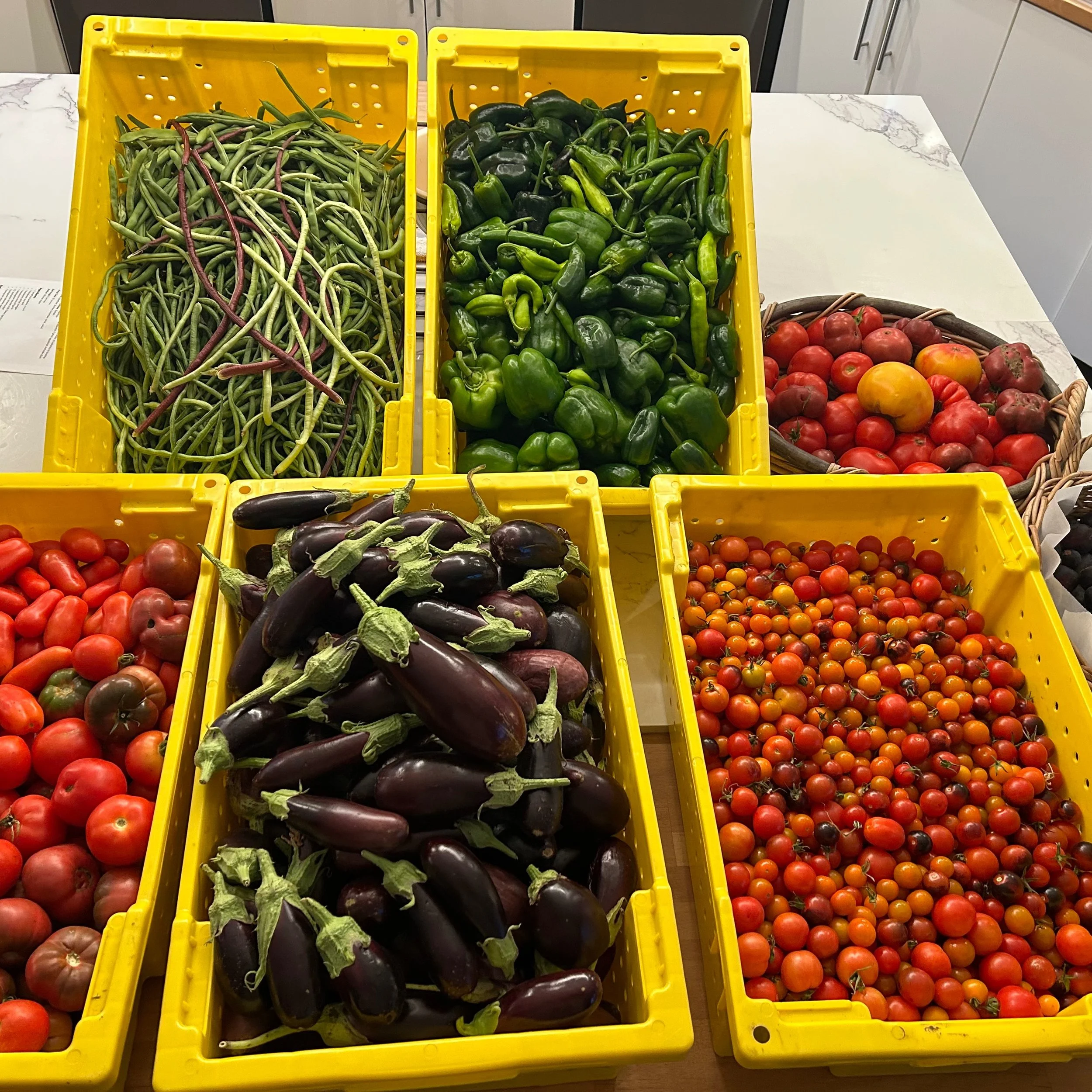 🍅🍆🌶️ Farm to Families 🌶️🍆🍅
Last week's harvest went straight to Calistoga Cares Food Bank &mdash; crates of vine-ripened tomatoes, glossy eggplant, green beans, peppers, and sweet cherry tomatoes, picked fresh from our garden.
Calistoga Cares d