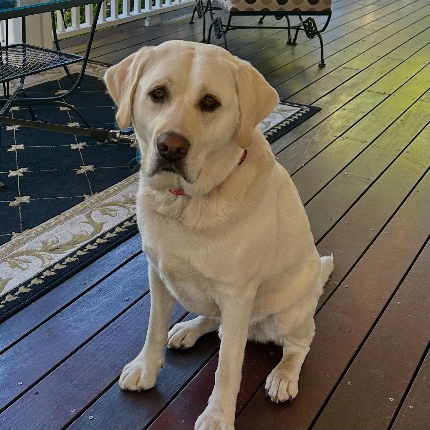 Zeus is enjoying his stay in our Queen Downstairs room.  Our pet friendly room has a private deck perfect for sleeping in the sun!  Not to mention there are plenty of restaurants and wineries that are dog friendly!  #petfriedly #bedandbreakfast #mans