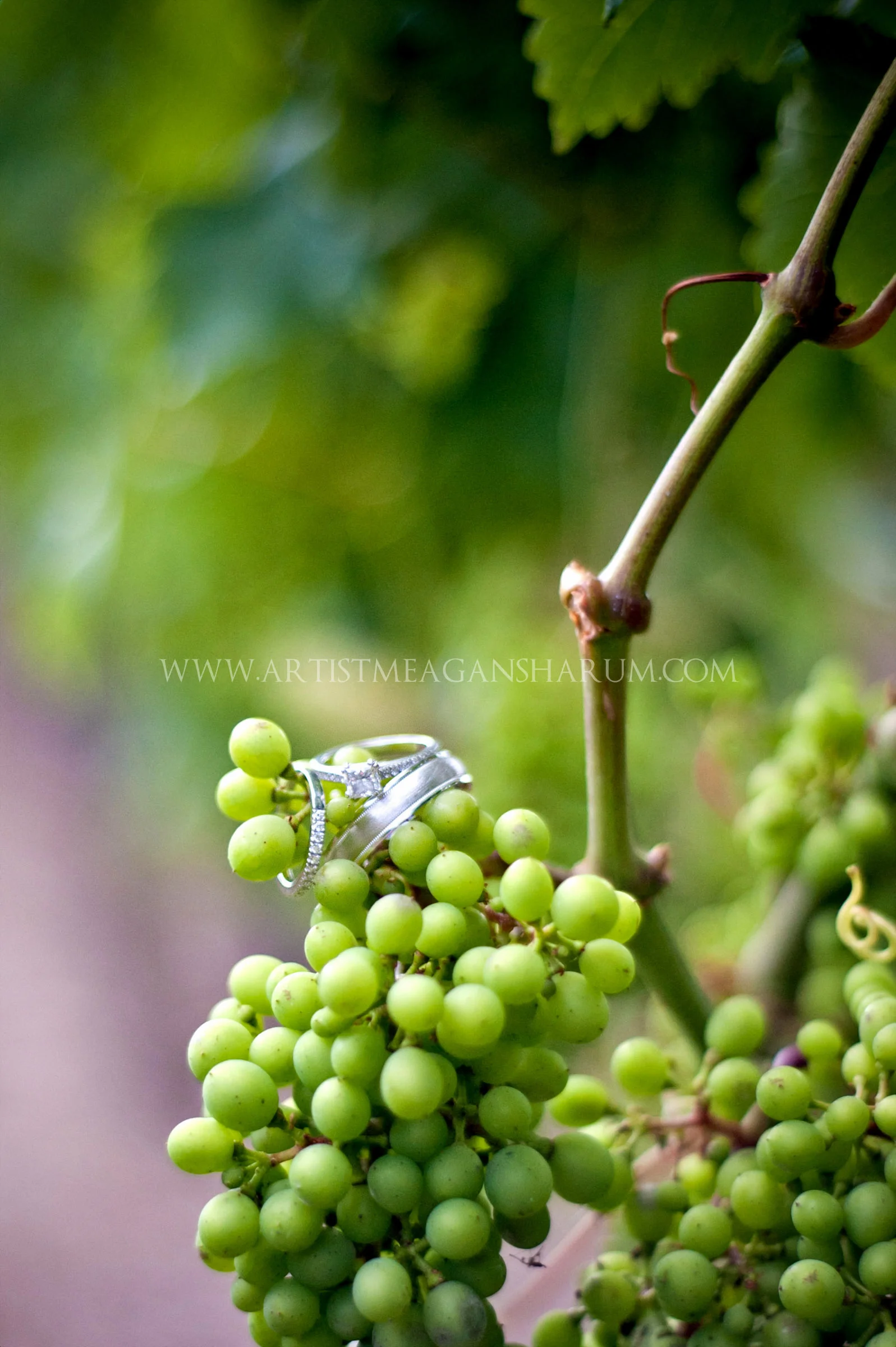 Rhode Island Photographer