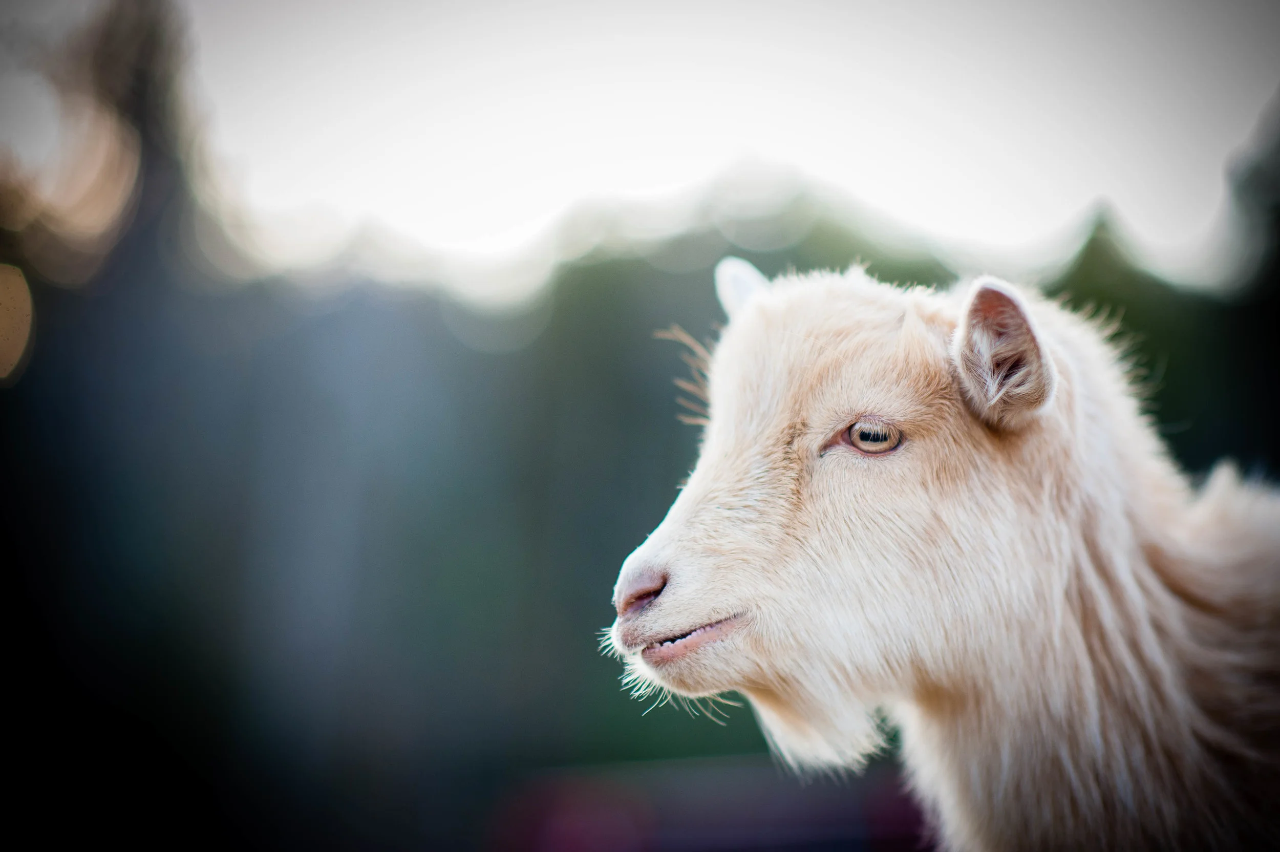 Goats.JPG