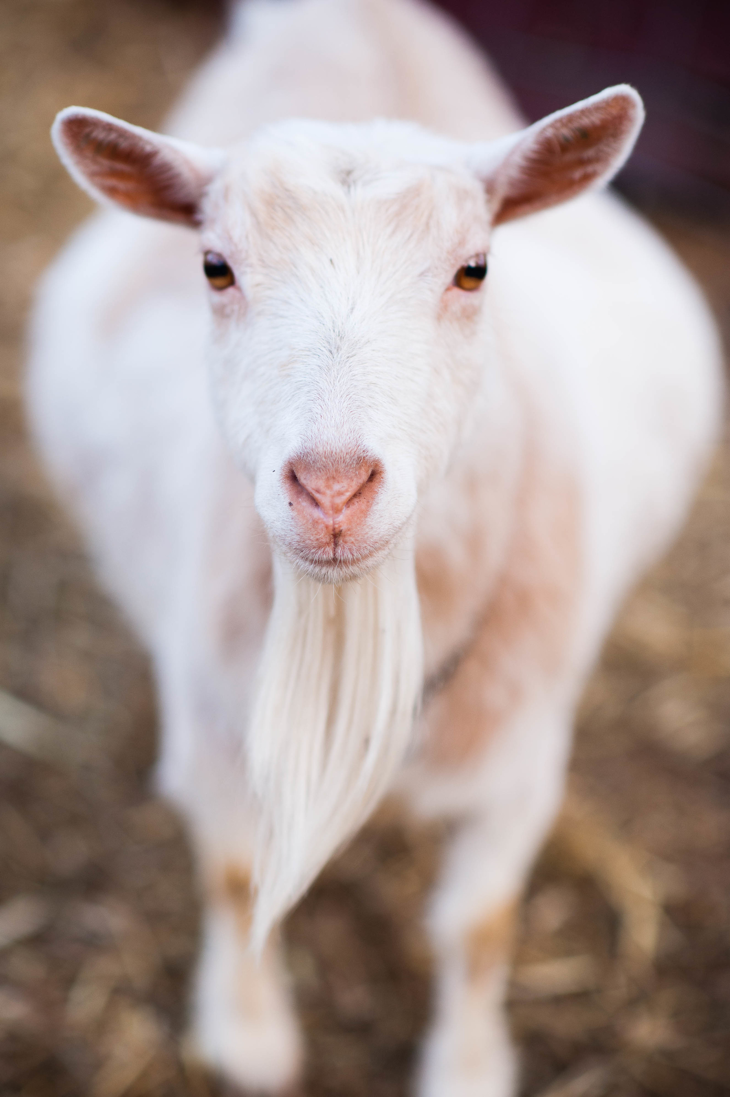 Goats-4.JPG